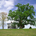 12211   White House on a Hill at Springtime