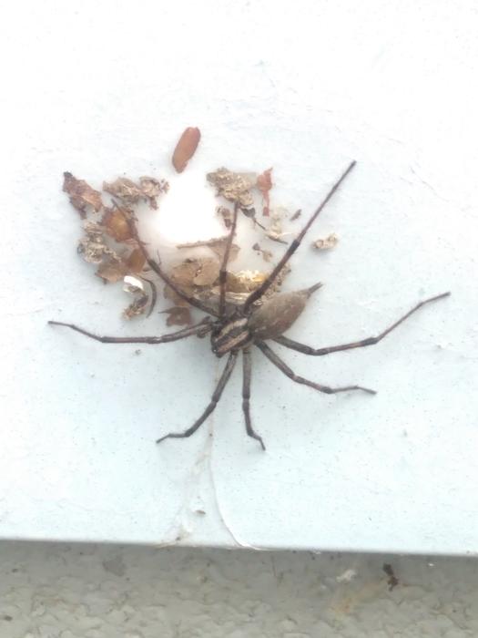 <p>Spider on the wall</p>