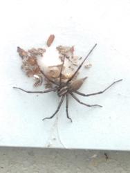 16767   house spider