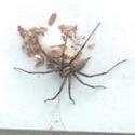 16767   house spider