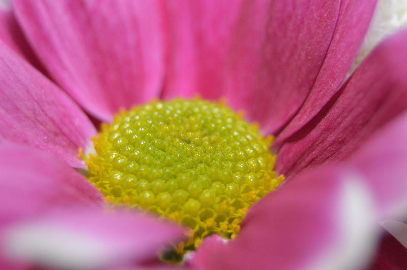 <p>Inside red flower, close up to the centre. You can see more photos like this on my website at https://www.dreamstime.com/dawnyh_info</p>
Inside red flower