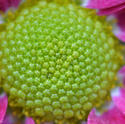 16879   Inside red flower   close up pic 2
