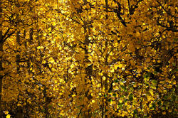 12624   Inside a Golden Aspen Forest