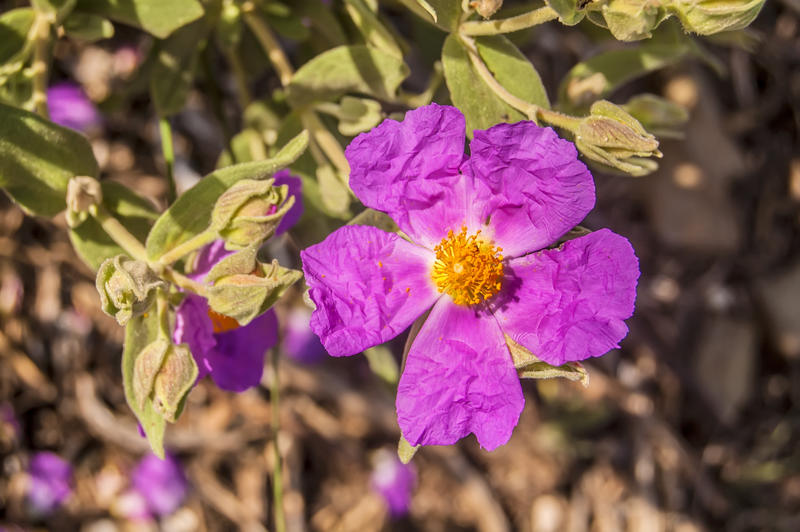 <p>Flower</p>
Wild flower.