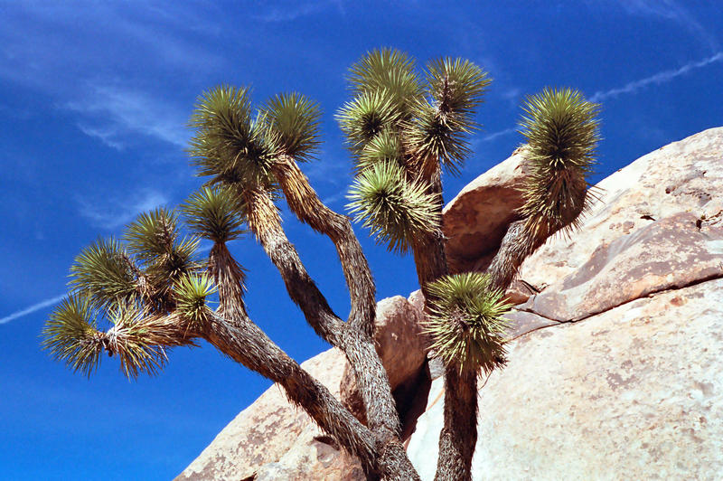 <p>At Joshua Tree National Park a deep blue sky with wispy clouds and a rocky hill serve as a background to this spiky leafed Joshua Tree.</p>
<p><a href="http://pinterest.com/michaelkirsh/">http://pinterest.com/michaelkirsh/</a></p>