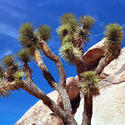 12623   Joshua Tree Blue Sky