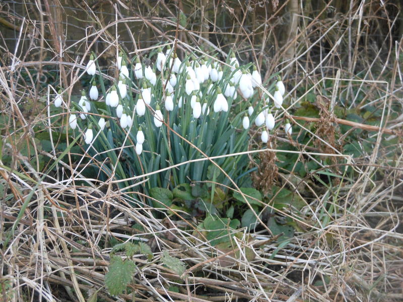 <p>Late winter flowers Norfolk UK snowdrops</p>
