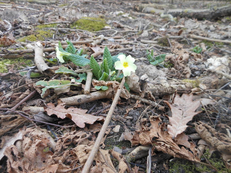 <p>Late winter flowers Norfolk UK wild primrose</p>
