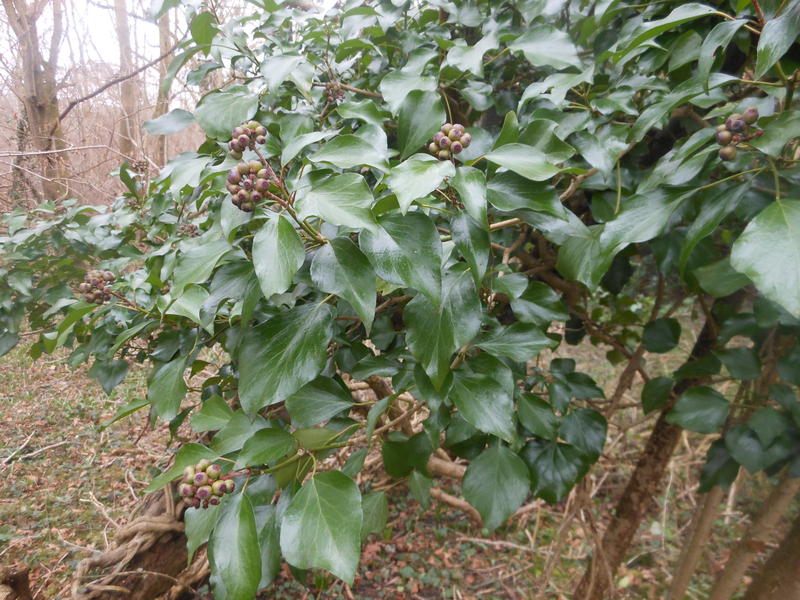 <p>North Norfolk in March berries forming</p>
