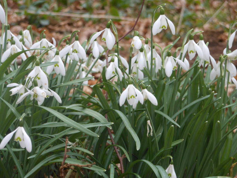 <p>Late winter flowers Norfolk UK snowdrops</p>
