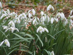 12523   late winter early spring 6