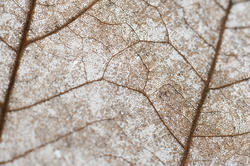 11850   Vein detail on a dead leaf