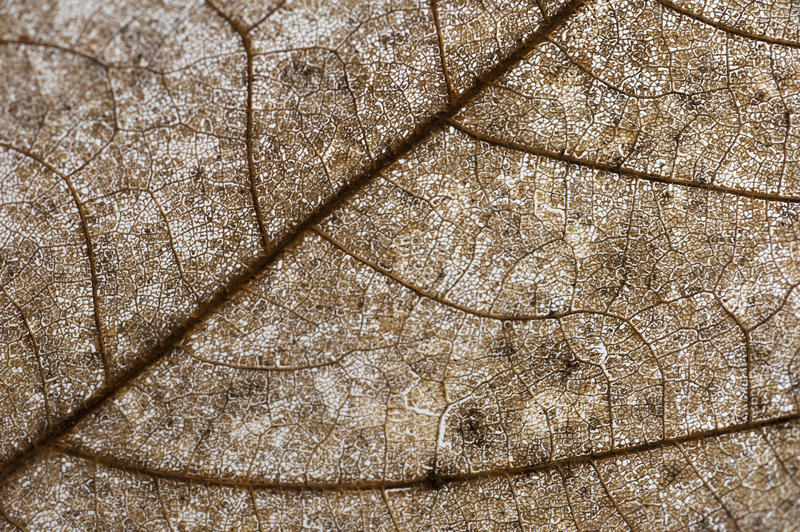 Leaf structure of a dead leaf showing the tracery of the veins in a full frame macro background
