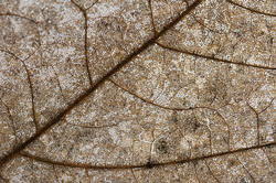 11851   Leaf structure of a dead leaf
