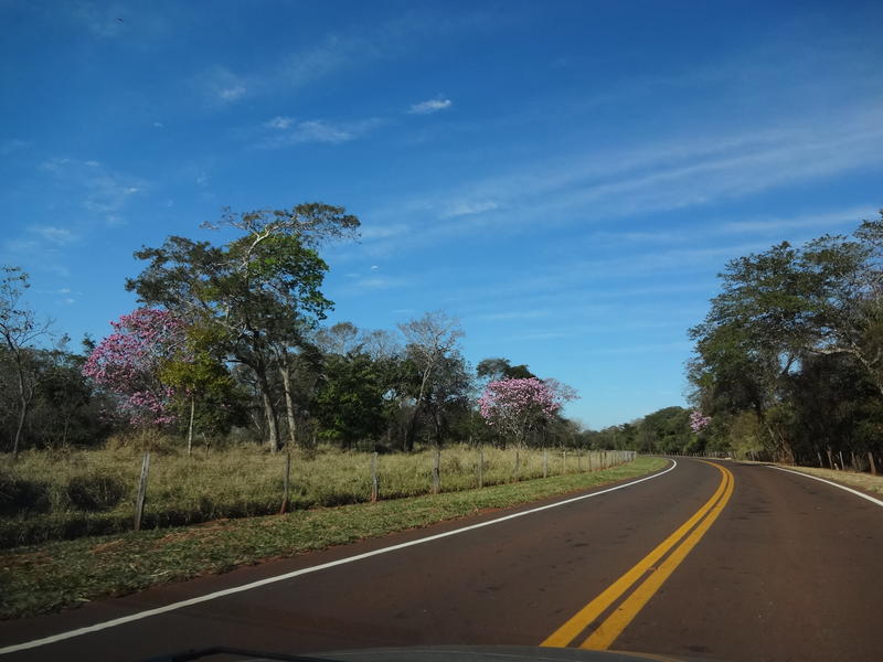 <p>Florada dos Ipês in Minas Gerais, Brasil.</p>
<p>Road Linking Carneirinho and Limeira do Oeste</p>