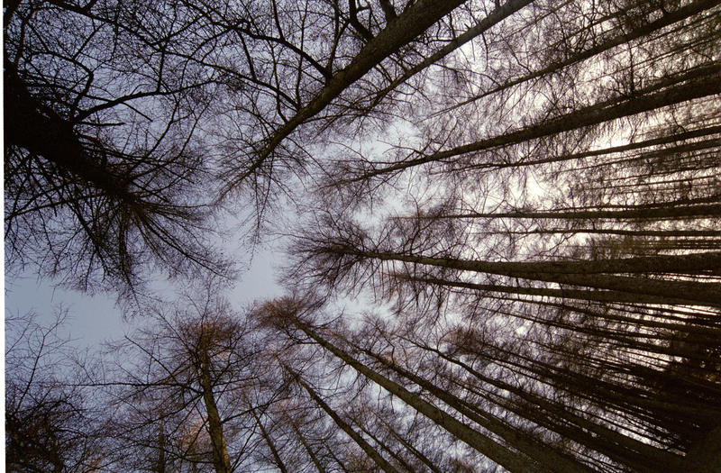 View of leafless tree trunks from below.