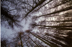 11865   View of tree trunks from below