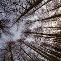 11865   View of tree trunks from below