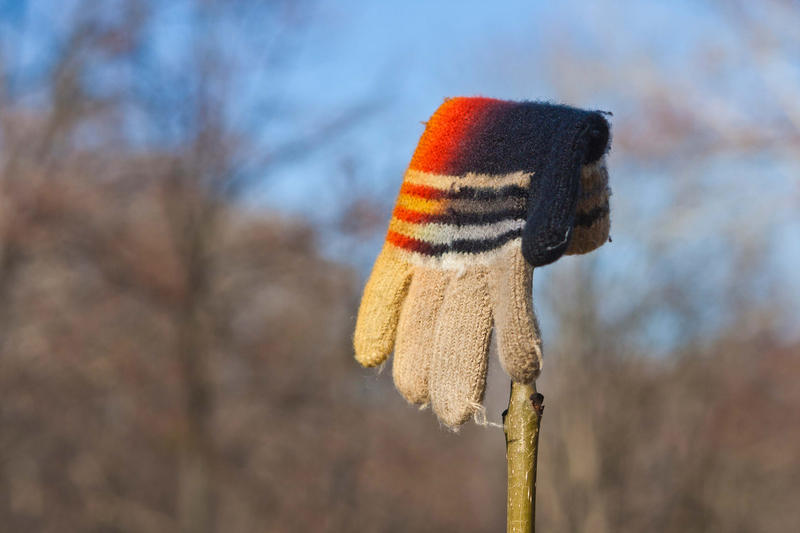 Lost Knitted Child's Glove or Mitten Hanging on a Bush Branch 