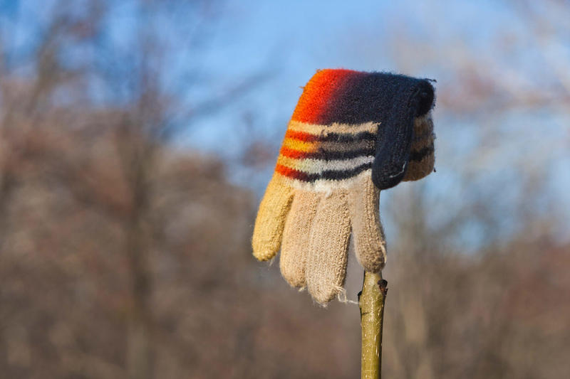 Lost Knitted Child's Glove or Mitten Hanging on a Bush Branch