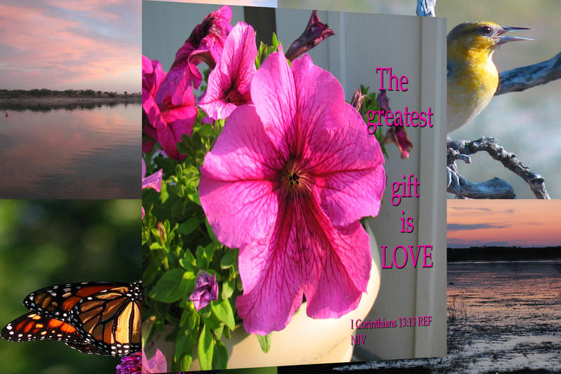 <p>Mom's Petunia, birds, sunsets</p>
Mom's Petunia, birds, sunsets