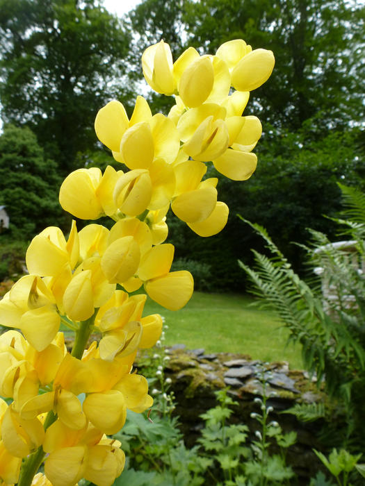 Brightly colored yellow lupine flowers growing on a spike as an ornamental plant in garden in a close up detailed view against lush greenery