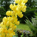 12932   Brightly colored yellow lupine flowers