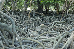 11821   Tangled mass of mangrove roots