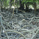 11821   Tangled mass of mangrove roots