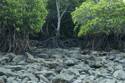 11822   Rocky mangrove swamp at low tide