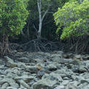 11822   Rocky mangrove swamp at low tide