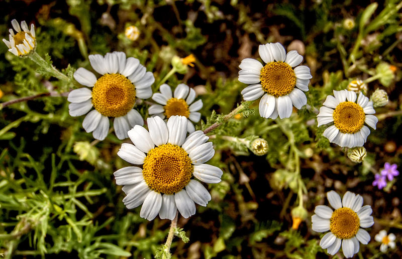 <p>Daisies</p>
Wild daisies.