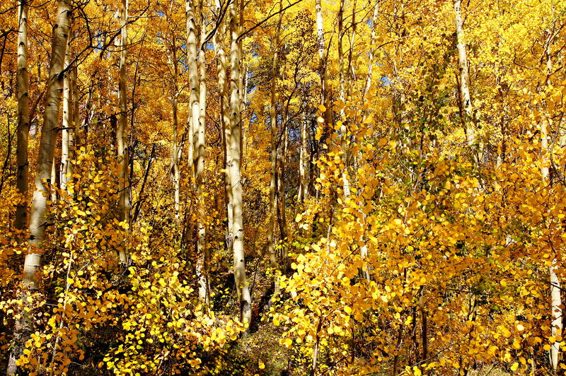 <p>Many golden aspens like these surround Colorado's Maroon Lake during autumn.</p>