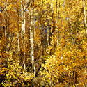 16110   Maroon Lake Aspens