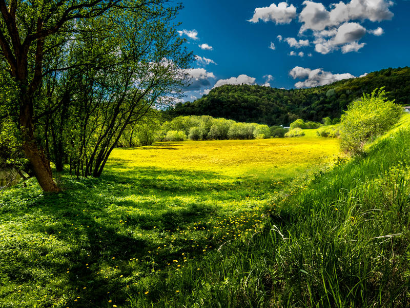 <p>Vermont meadows with Dandelions and mountains against a clear blue sky with puffy white clouds. </p>