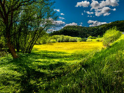 12116   meadow dandelions