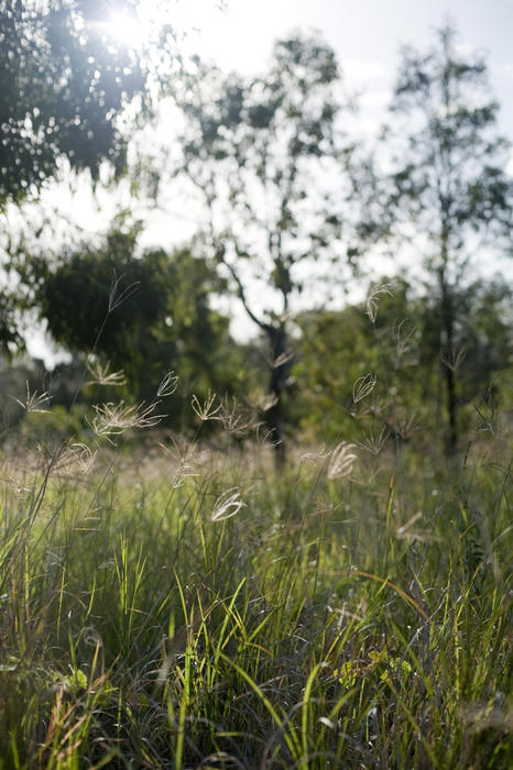 Close-up of green grass in forest. Summertime, sunny.