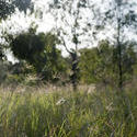 11866   Close up of green grass in forest