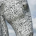 12856   Close up profile of a Kelpie horse head