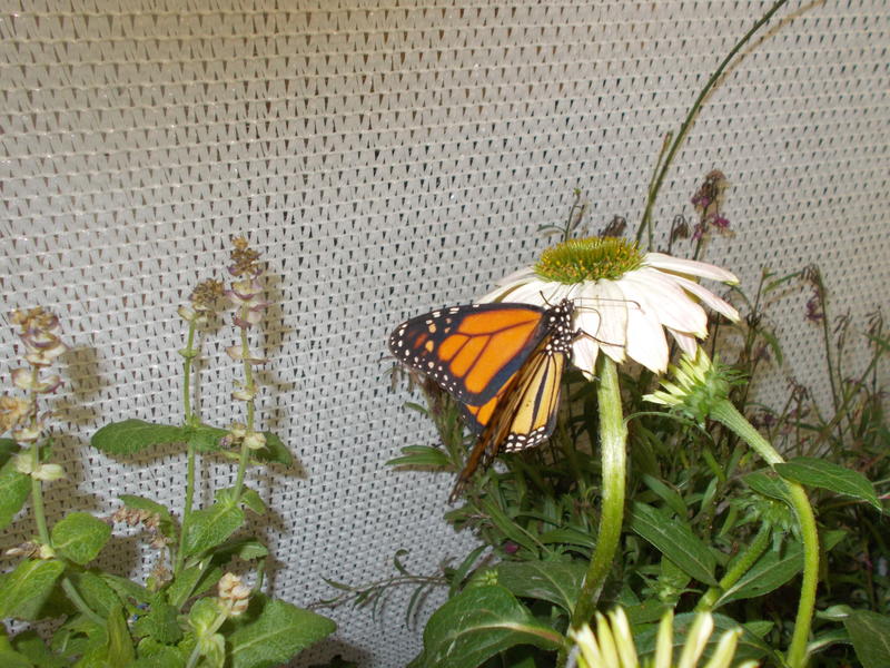 <p>A Monarch Butterfly On A White Daisy</p>
