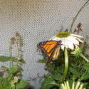 16959   monarch butterfly