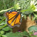 16948   Monarch Butterfly