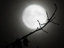 13060   moon behind a branch