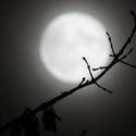 13060   moon behind a branch