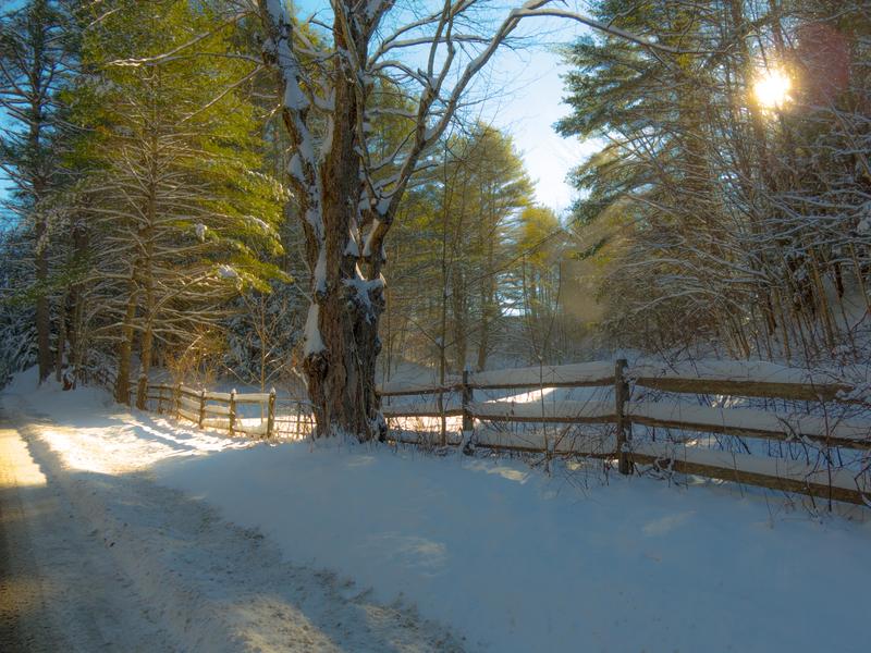 <p>Morning sunlight filtering through the trees with old Oak and old wooden fence, rural Vermont.&nbsp;</p>
