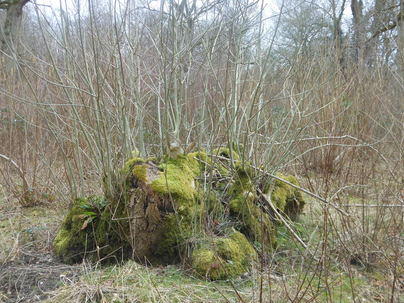 <p>rebirth in spring Norfolk UK</p>
