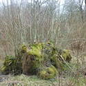 12536   mossy stump