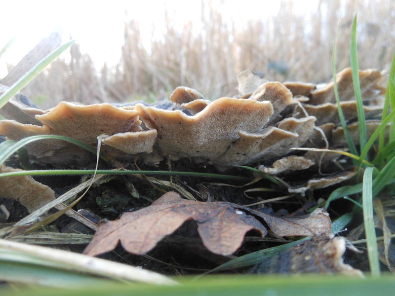 <p>Norfolk UK wild mushrooms found in February</p>
