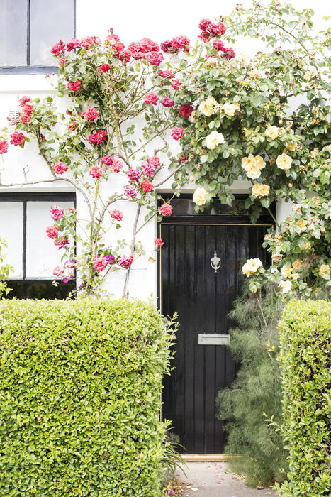 Arch of climbing colorful red and yellow roses over a closed black cottage doorway viewed between two neatly trimmed privet hedges