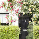 12910   Arch of climbing roses over a doorway